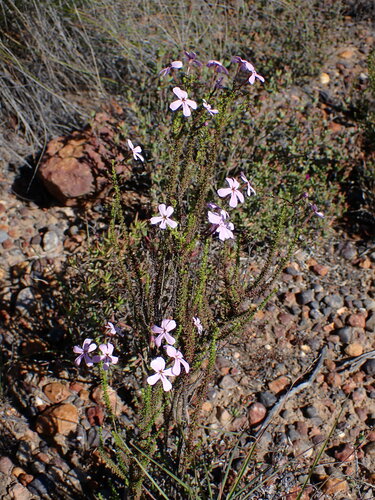 Image of Jamesbrittenia aspalathoides by (c) Ren Hoekstra, some rights reserved (CC BY)