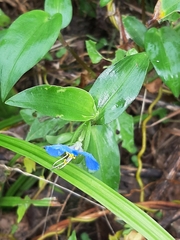 Commelina communis