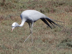 Anthropoides paradiseus