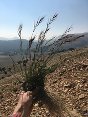Elymus sierrae