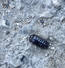 Armadillidium