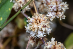 Cuscuta approximata