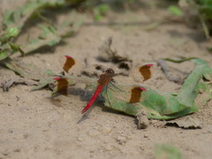 Sympetrum pedemontanum
