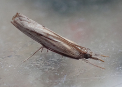 Fissicrambus mutabilis