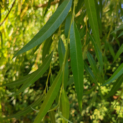 Salix babylonica