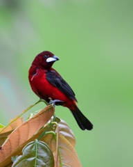 Ramphocelus dimidiatus