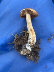 Cortinarius