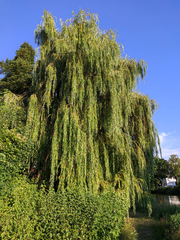 Salix babylonica