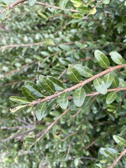 Lonicera ligustrina