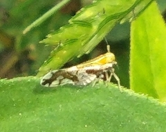 Liburniella ornata
