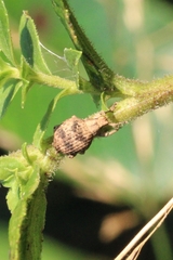 Pseudocneorhinus bifasciatus