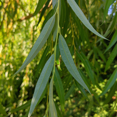 Salix babylonica