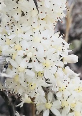 Asparagaceae