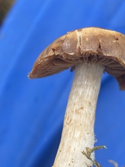Cortinarius