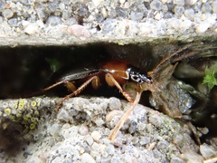 Calathus melanocephalus