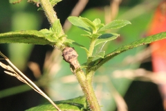 Pseudocneorhinus bifasciatus