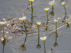 Ranunculus subrigidus