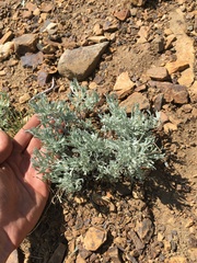 Artemisia rothrockii