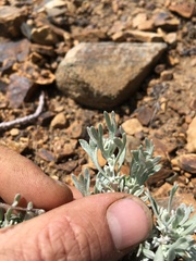 Artemisia rothrockii