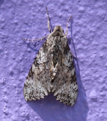 Isognathus rimosa