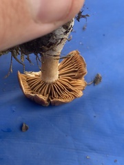 Cortinarius