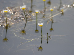 Ranunculus subrigidus