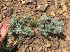 Artemisia rothrockii
