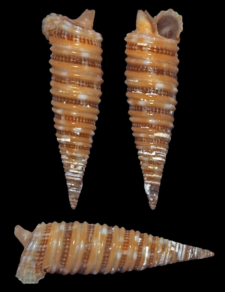 Viriola cancellata