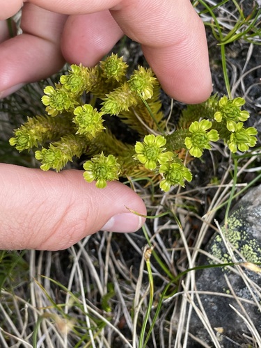 Image of Huperzia continentalis by (c) rosaceae_roberts, some rights reserved (CC BY)