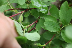 Rosa woodsii