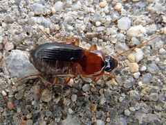 Calathus melanocephalus