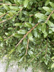 Lonicera ligustrina