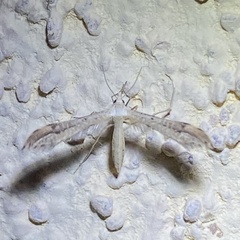 Paraplatyptilia