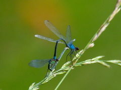 Erythromma najas