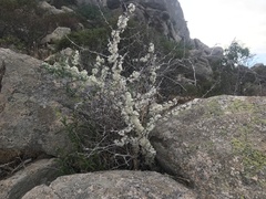 Asparagaceae