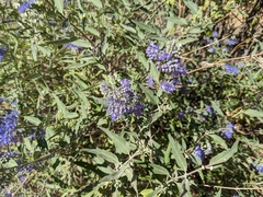Caryopteris