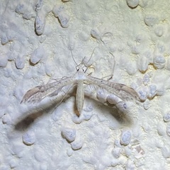 Paraplatyptilia