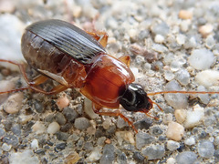 Calathus melanocephalus