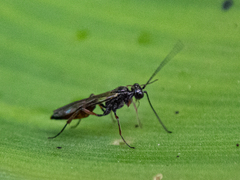 Ichneumonoidea
