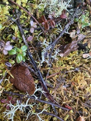 Cortinarius