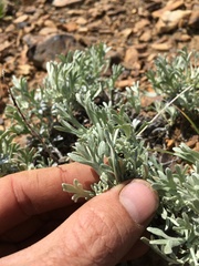Artemisia rothrockii