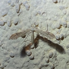 Paraplatyptilia