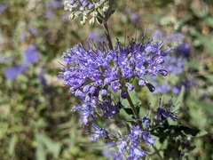 Caryopteris