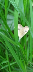 Rivula sericealis