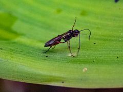 Ichneumonoidea