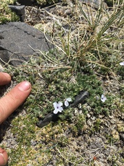 Phlox condensata