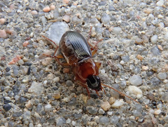 Calathus melanocephalus