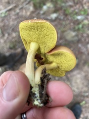 Boletaceae