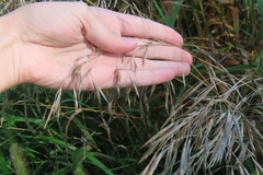 Bromus inermis