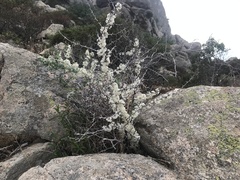 Asparagaceae